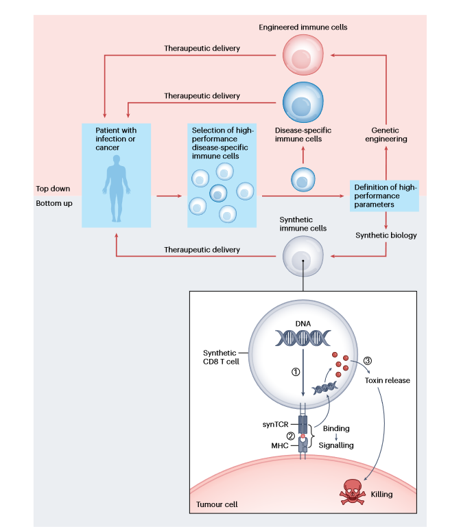 KGoepfrich's tweet image. What happens when you apply design principles from bottom-up synthetic biology to immunology? In Heidelberg and together with @FrischknechtLab @platten_michael &amp;amp; Oliver Fackler we compiled the prospects of bottom-up synthetic immunology @NatureNano rdcu.be/dR0r0
