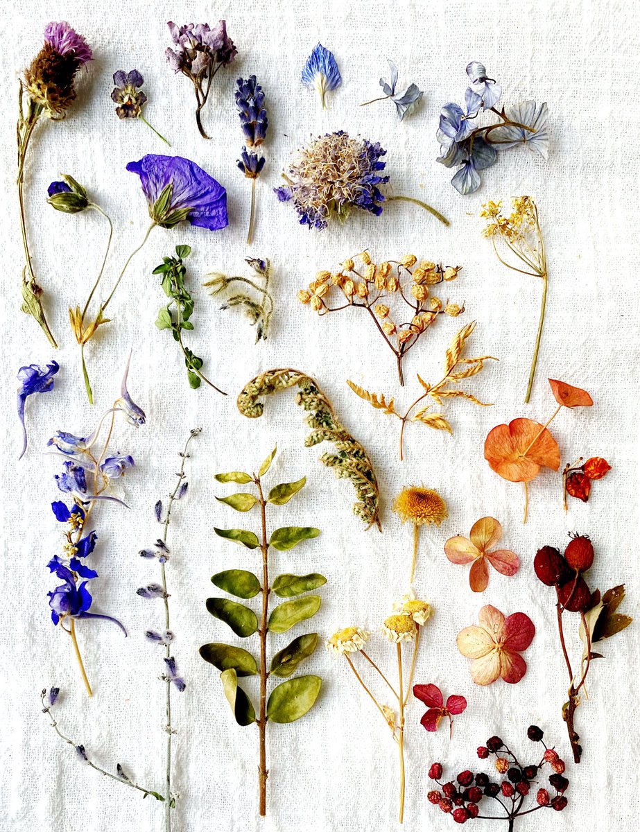 The season' has shifted slightly-might go and look for baby acorns later to cast in silver.
As ever I made this photo when my brain was really tangled &amp; sad,to distract myself &amp; lift my mood.
Taking a moment to focus on the patterns,details &amp; colours will lift yours a little too: