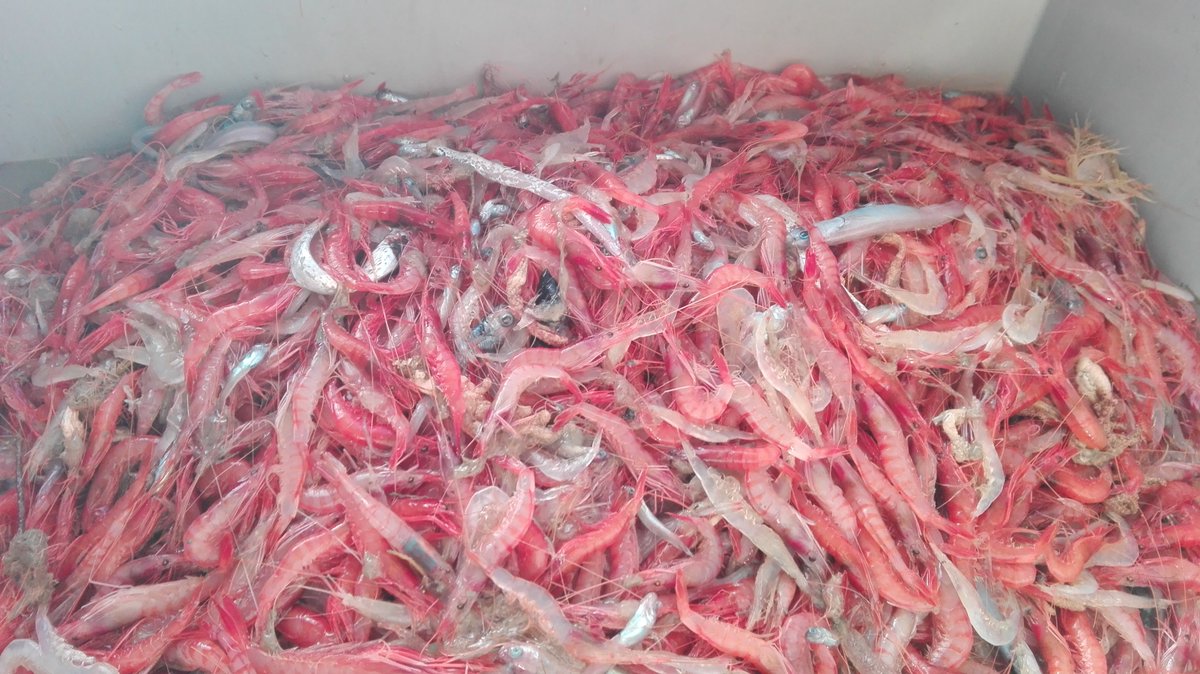 A new paper of LIG_UdG in Marine Ecology onlinelibrary.wiley.com/doi/10.1111/ma… shows how 16S rDNA variation identify sympatric shrimp species inhabiting the Mediterranean Sea. This marker can be used to assess productivity from larvae survey