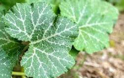 The pumpkin fruit may vary in cultural significance across the globe, however, its leaves' medicinal benefits remain universal.

Please click on the link to find out more about the incredible healing potency of the pumpkin leaf.

facebook.com/share/p/pvCcy9…