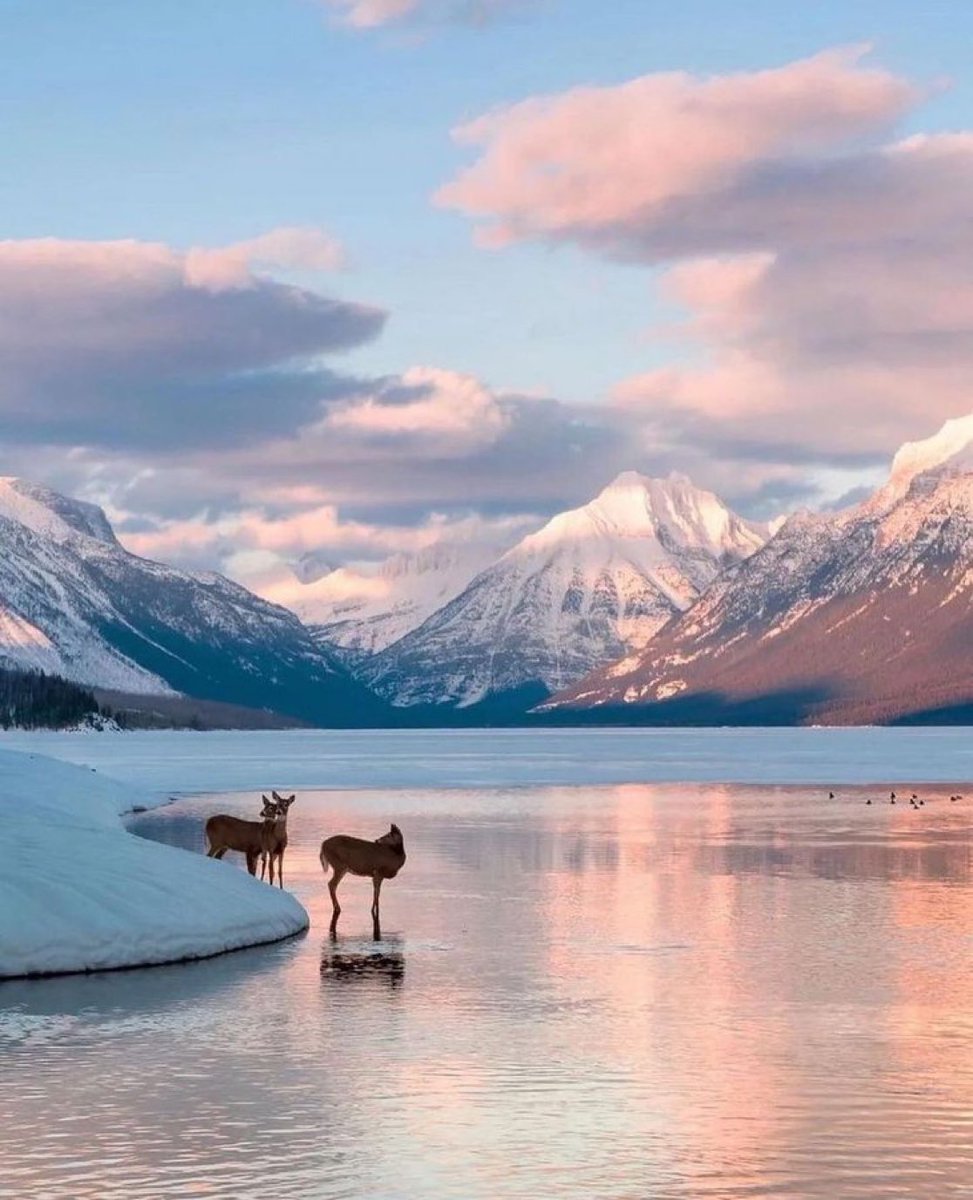 earthcurated's tweet photo. Winter in Montana ❄️ https://t.co/1dYdR9efNo