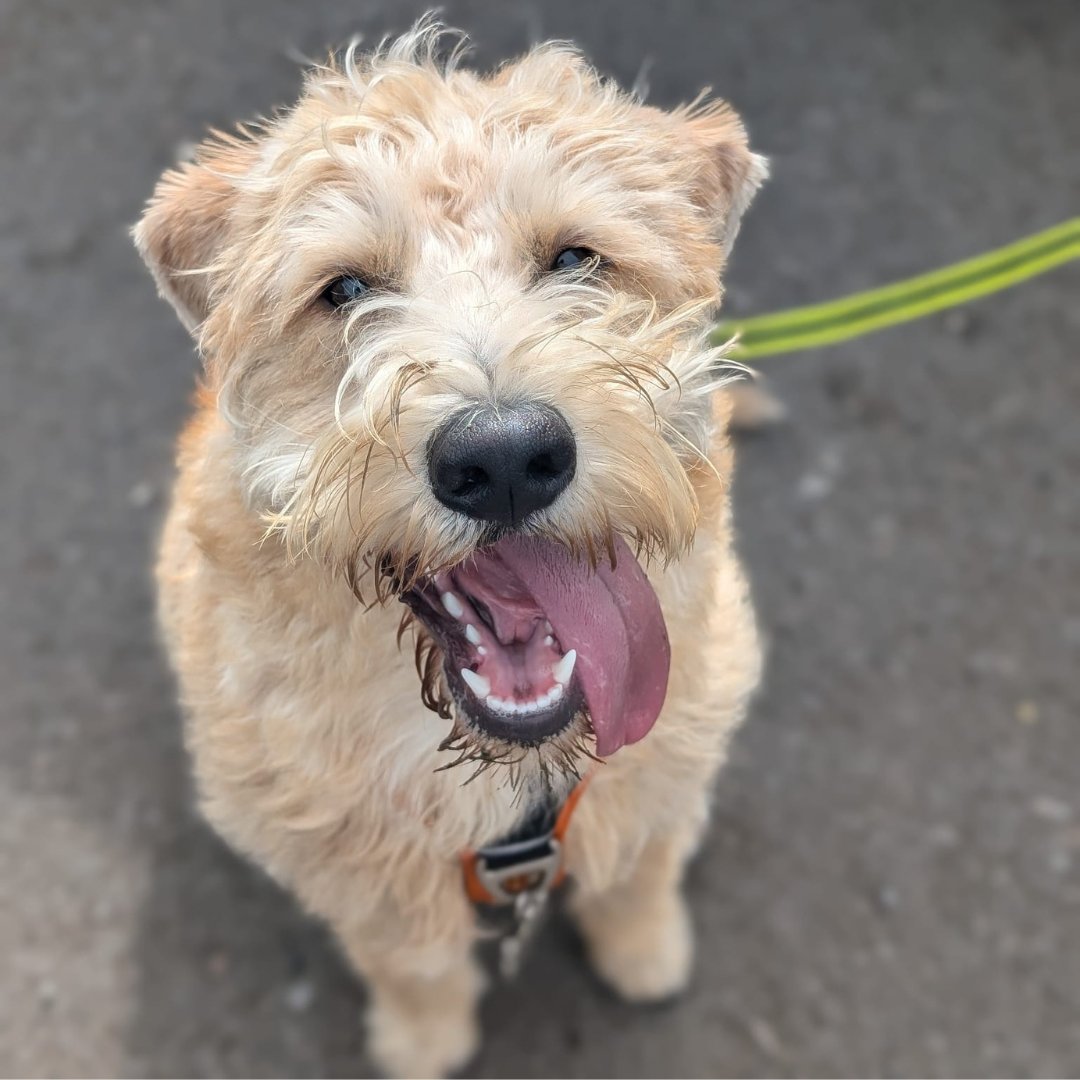 NoseToTrail's tweet image. Cosmo was showing off his loose lead walking in a follow up 121 with Mell after attending one of our recent workshops! Who thinks we should run another loose lead walking workshop before we hit the dark nights?
#llw #leadwalking #leashwalking #dogtraining