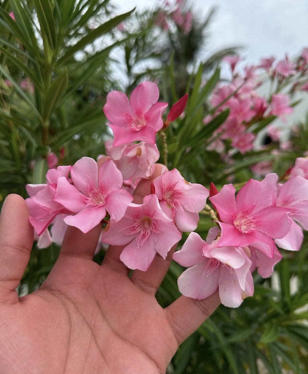 ho trovato questi fiorellini bellissimi
