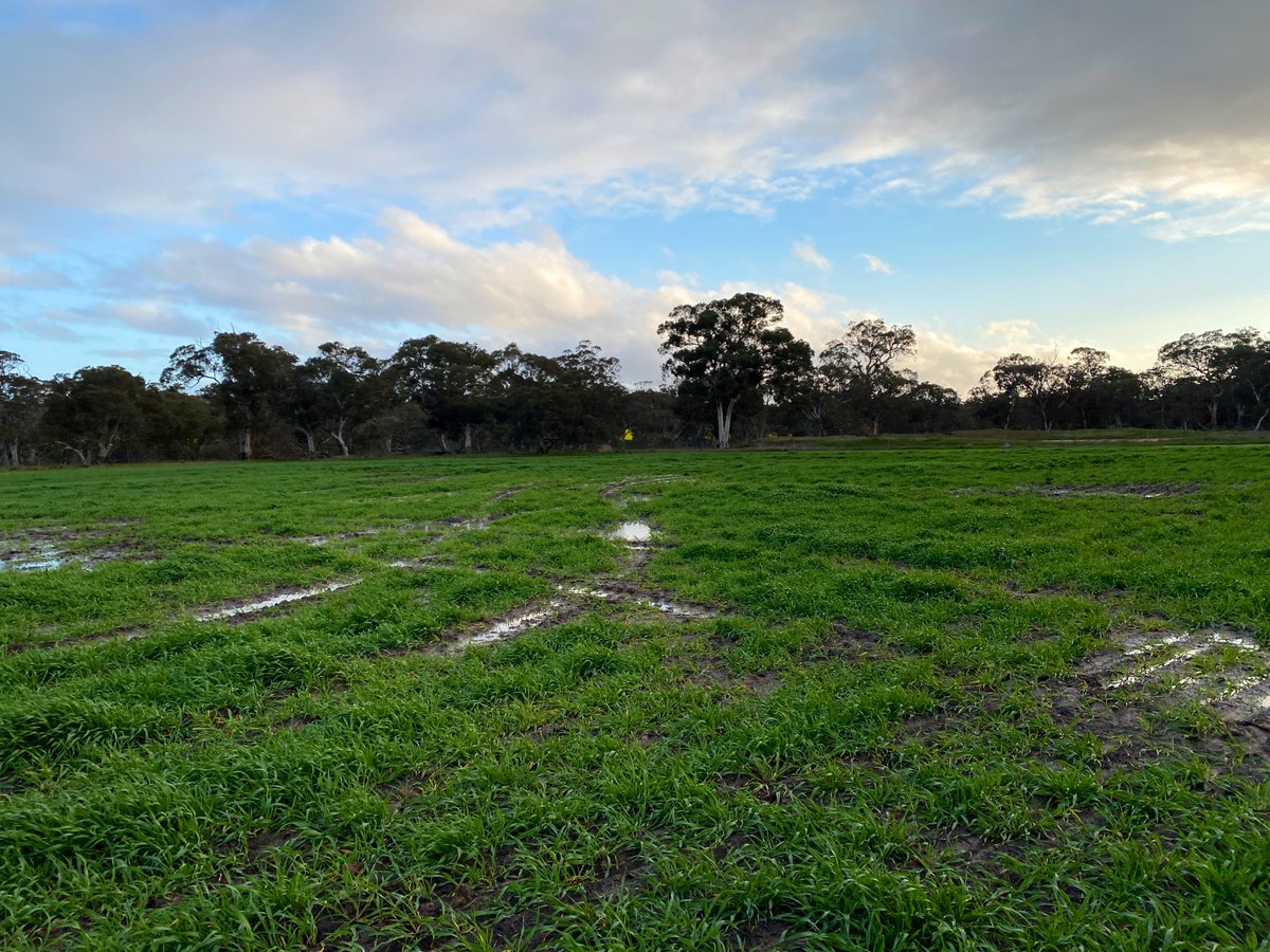 Stirlings2Coast's tweet photo. An absolutely great afternoon to be out checking the potential of @RAGTAU’s Atlantis Barley as part of our #TrialsTuesdays program.

With an increased waterlogging tolerance, it’ll be interesting to see how this continues to perform against the Cyclops on the left! 🤿👨‍🔬🧑‍🌾🌱🚜 https://t.co/MfVMalEmNS