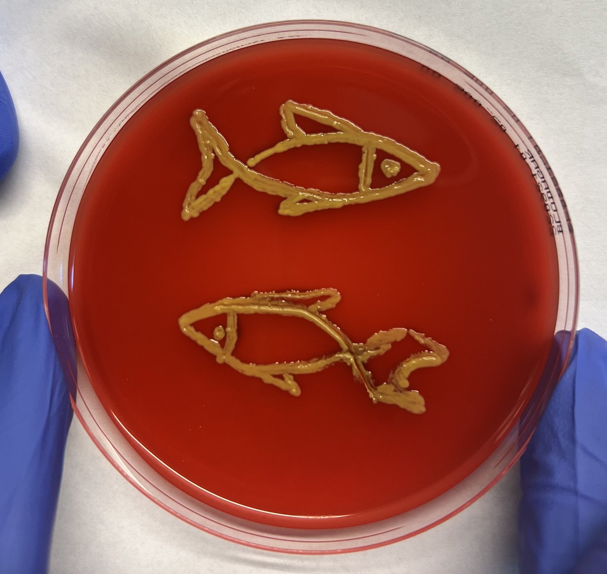 Prabhugouda Siriyappagouder tweet media