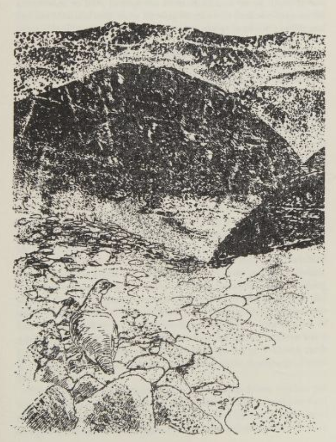 Re-reading The Living Mountain and had a look at the first edn online. Was surprised to find beautiful illustrations at the start of each chapter, by an Ian Munro, which aren't transferred to modern edns. Anyone have any, or know where I can find, further info? <a href="/kerriandrewsuk/">Dr Kerri Andrews</a>?