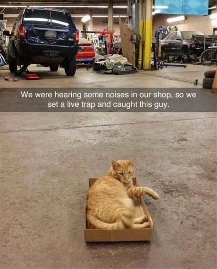 Dont Show Your Cat (@dontshowyourcat) on Twitter photo 