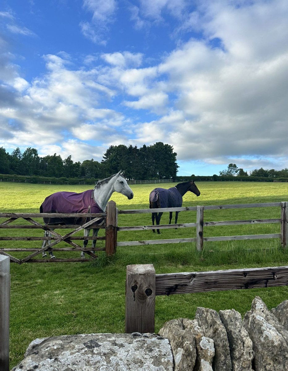 FOBRacing's tweet photo. Gumball and Ratify rocking their @WeatherBeetaUK rugs in the field 

#RetiredNotRescued https://t.co/FZBQiPUO4y