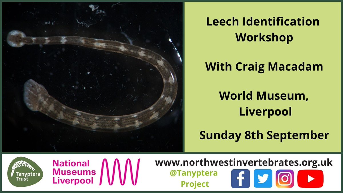 Tanyptera Project tweet media