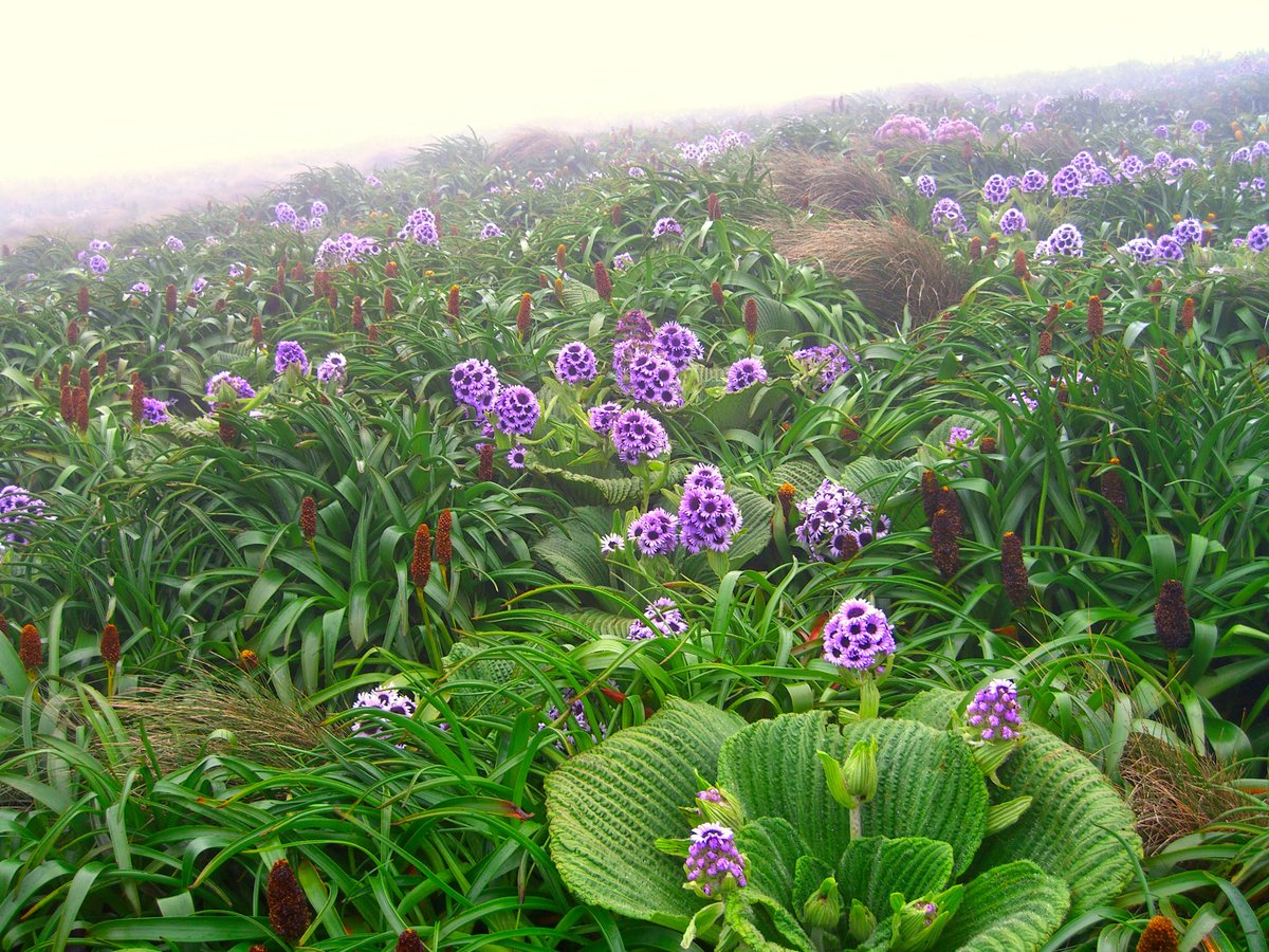 Lizzie Roeble (@lizzie_roeble) on Twitter photo Daisies in isolation 🌼🌻🏝️
Asteraceae is the most diverse plant family on oceanic islands and home to many spectacular island radiations. We explore the macroecology, drivers of diversity, and id many undiscovered radiations.
📰Paper in <a href="/NatureComms/">Nature Communications</a> nature.com/articles/s4146… Daisies in isolation 🌼🌻🏝️
Asteraceae is the most diverse plant family on oceanic islands and home to many spectacular island radiations. We explore the macroecology, drivers of diversity, and id many undiscovered radiations.
📰Paper in <a href="/NatureComms/">Nature Communications</a> nature.com/articles/s4146…