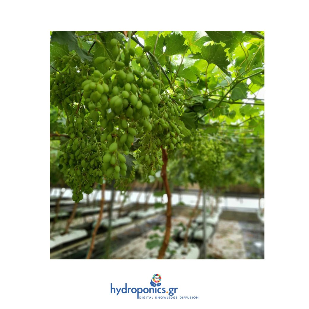 ΜΗΠΩΣ ΕΦΤΑΣΕ Η ΩΡΑ ΤΟΥ ΥΔΡΟΠΟΝΙΚΟΥ ΑΜΠΕΛΙΟΥ;
Μπορεί το υδροπονικό αμπέλι να αποτελεί τη λύση για την αντιμετώπιση των προκλήσεων που φέρνει η κλιματική αλλαγή;

φωτο ( 23/8/2024): ευγενική χορηγία του ΗλΊα Ζαμπούρη