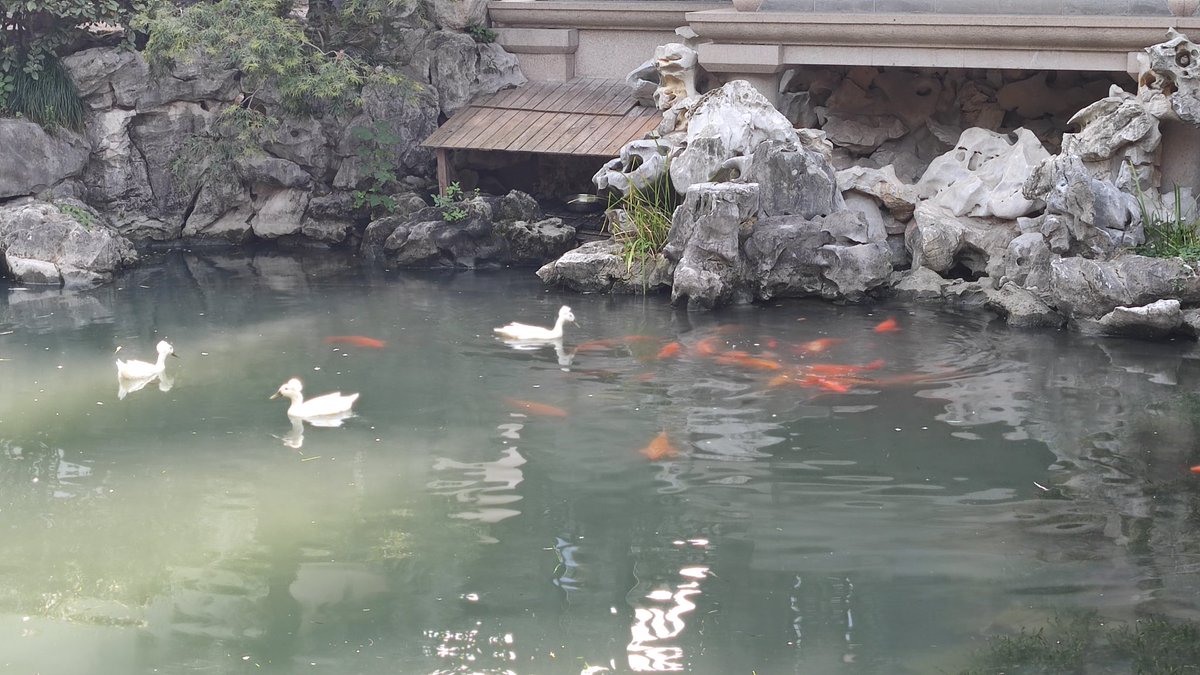 yll64421886's tweet photo. 马上就要到桂花飘香的季节了 https://t.co/dyWDQyQSrx
