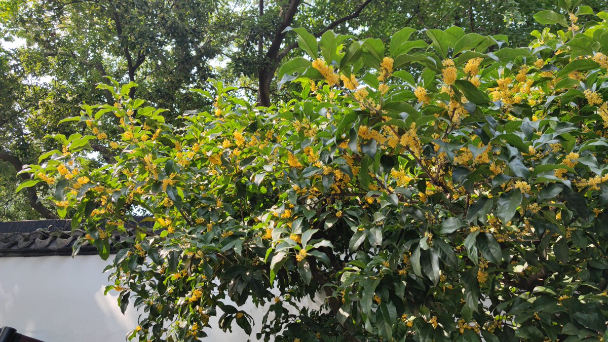 yll64421886's tweet photo. 马上就要到桂花飘香的季节了 https://t.co/dyWDQyQSrx