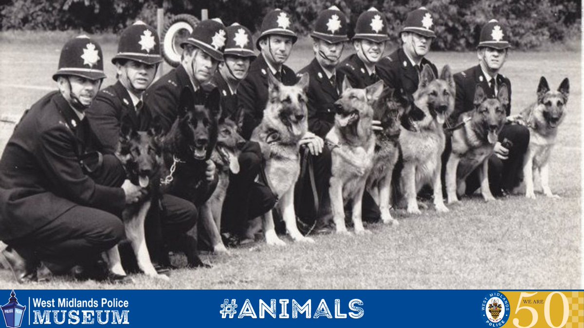The first police dog in the West Midlands region was PD Don - joining Walsall Borough Police in 1939

Birmingham gained PD Flash in 1951, and Coventry recruited Flame, Blaze, and Dante 10 years later, named as a tribute to those lost during the Coventry Blitz

#WeAre50 #Animals