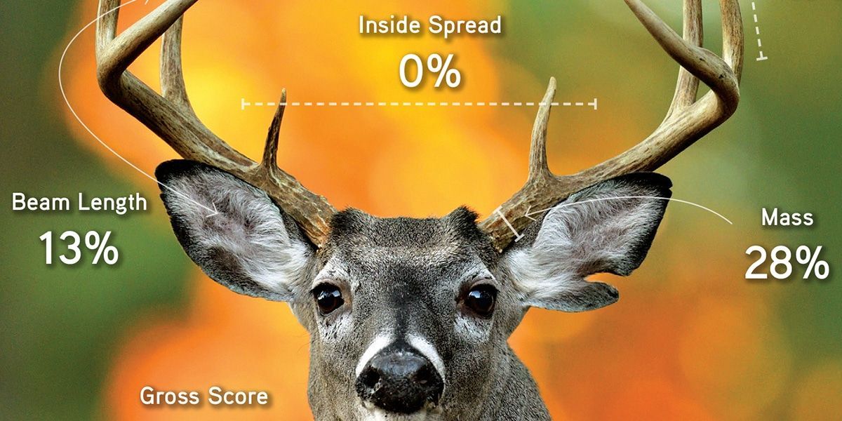 "Antler heritability is weak at best. The antlers an adult buck carries on his head, whether they are above or below average for his age, are an unreliable predictor of the antlers his fawns will one day grow." Learn why "culling" bucks doesn't work: buff.ly/465tcuv