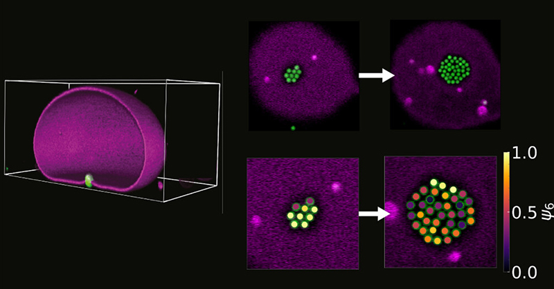 An experimental method to measure #ManyBodyEffects in membrane-mediated interactions using #ColloidalSpheres placed between deflated giant unilamellar #vesicles and a planar substrate.  <a href="/DanielaJKraft/">Daniela Kraft</a> <a href="/LeidenPhysics/">Leiden Institute of Physics (LION)</a> <a href="/UniLeidenNews/">Leiden University</a>

#OpenAccess: go.acs.org/aA3