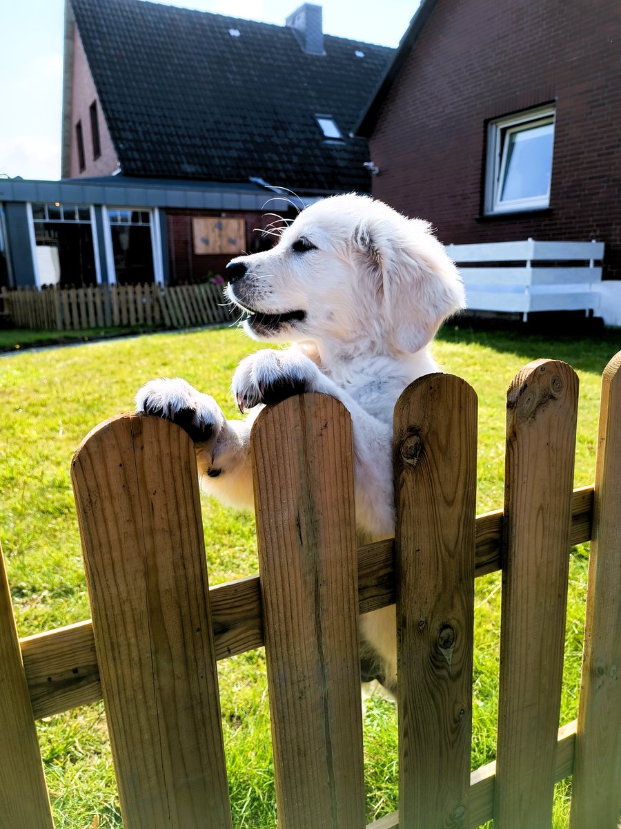 Vielen Dank💛 ihr lieben Leute dass ihr mich so oft angeklickt haben, dafür gibt es noch ein Bild vom Gartenhagen ein Seiten Portrait.😅😍🐶