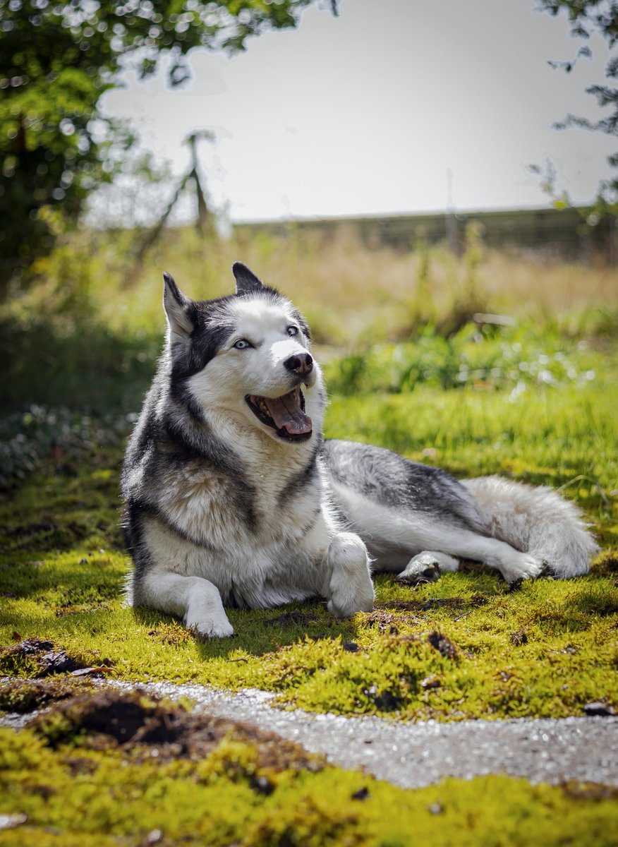 ShiraTheHusky's tweet photo. Plüsch wie immer gut gelaunt https://t.co/BxdkC7ecSe