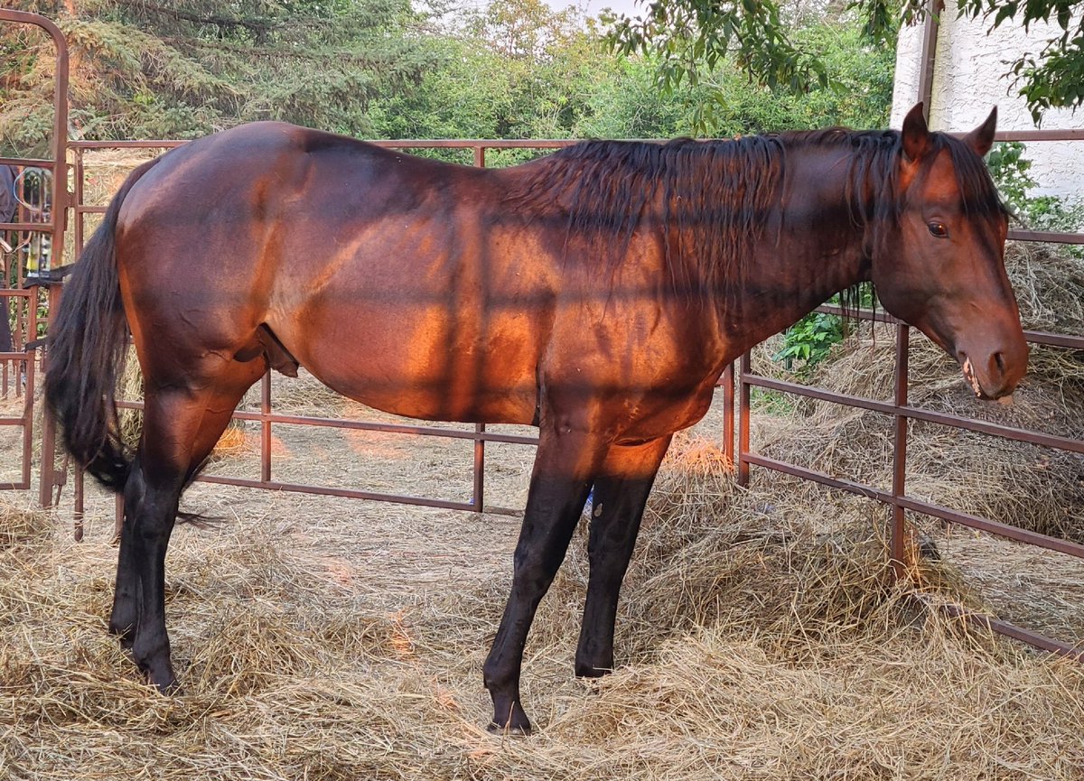 JBMEquiFarms's tweet photo. Eddy's little brother Yogi has really matured and filled out this year.
He is 4 years old & will be heading to training after Eddy comes home this winter.
He's such a stud muffin too π
#yogibear #stallion #wattsonsecond https://t.co/eUzLWFIEdl