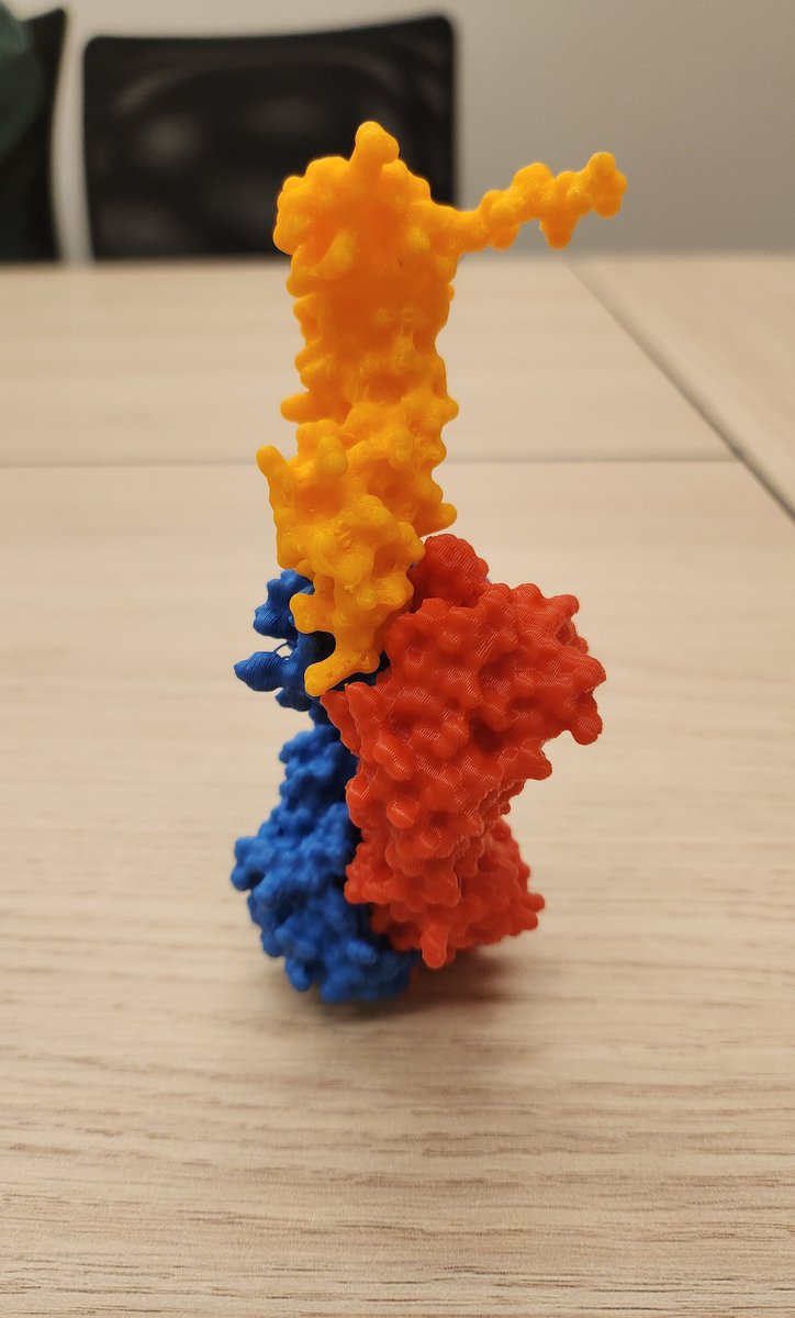 Naira_Althani's tweet image. Assembled the structure on last week meeting!! #protein #science #Olink