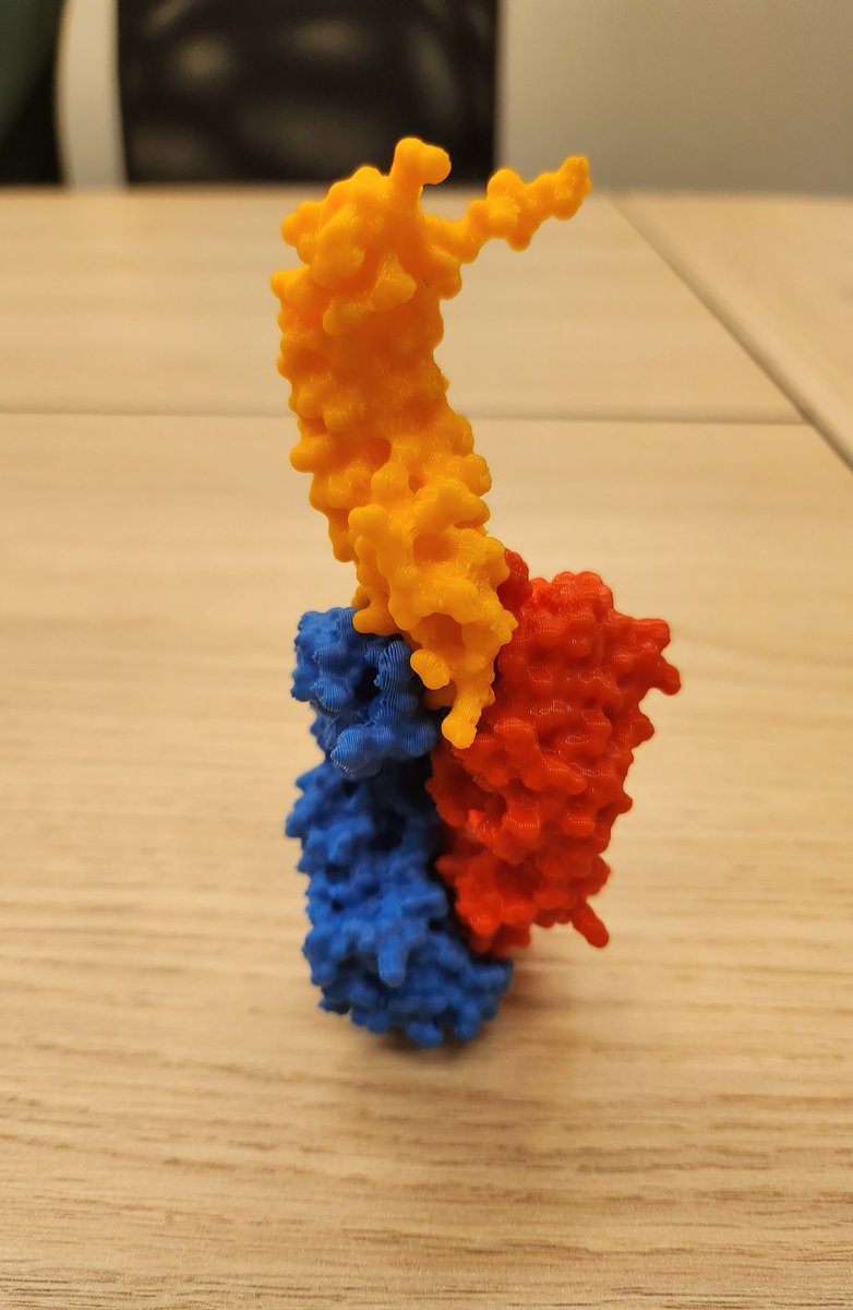 Naira_Althani's tweet image. Assembled the structure on last week meeting!! #protein #science #Olink