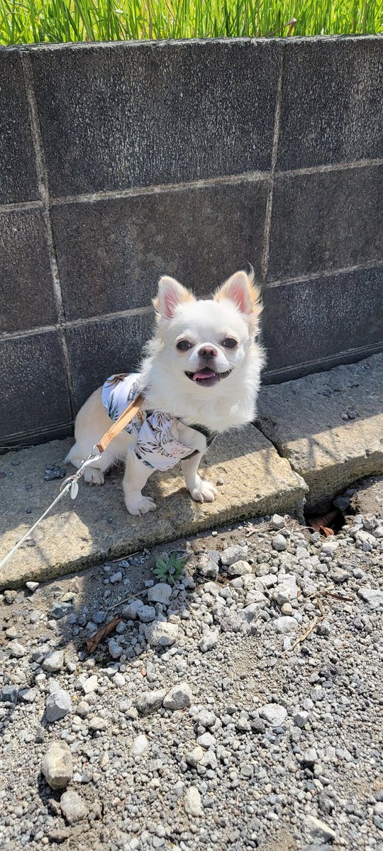 Nighthawk_Raw's tweet photo. 猫ばかり投稿しているので、たまには我が家の犬を紹介！

ロングコートチワワで、生まれつきしっぽがないのが特徴なジェフィ君(♂)です

猫たちよりも一年以上早く家に来ました

#犬
#犬写真
#Dog
#ペット
#Pet
#犬好きさんと繋がりたい
#犬のいる暮らし
#犬がいる幸せ
#犬との生活
#チワワ
#Chihuahua https://t.co/UCYN9HuKJq