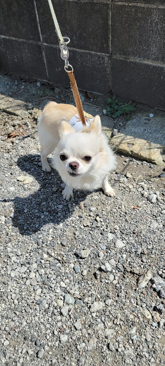 Nighthawk_Raw's tweet photo. 猫ばかり投稿しているので、たまには我が家の犬を紹介！

ロングコートチワワで、生まれつきしっぽがないのが特徴なジェフィ君(♂)です

猫たちよりも一年以上早く家に来ました

#犬
#犬写真
#Dog
#ペット
#Pet
#犬好きさんと繋がりたい
#犬のいる暮らし
#犬がいる幸せ
#犬との生活
#チワワ
#Chihuahua https://t.co/UCYN9HuKJq