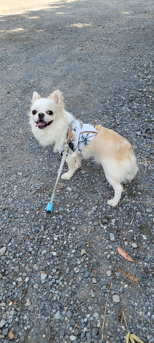 Nighthawk_Raw's tweet photo. 猫ばかり投稿しているので、たまには我が家の犬を紹介！

ロングコートチワワで、生まれつきしっぽがないのが特徴なジェフィ君(♂)です

猫たちよりも一年以上早く家に来ました

#犬
#犬写真
#Dog
#ペット
#Pet
#犬好きさんと繋がりたい
#犬のいる暮らし
#犬がいる幸せ
#犬との生活
#チワワ
#Chihuahua https://t.co/UCYN9HuKJq