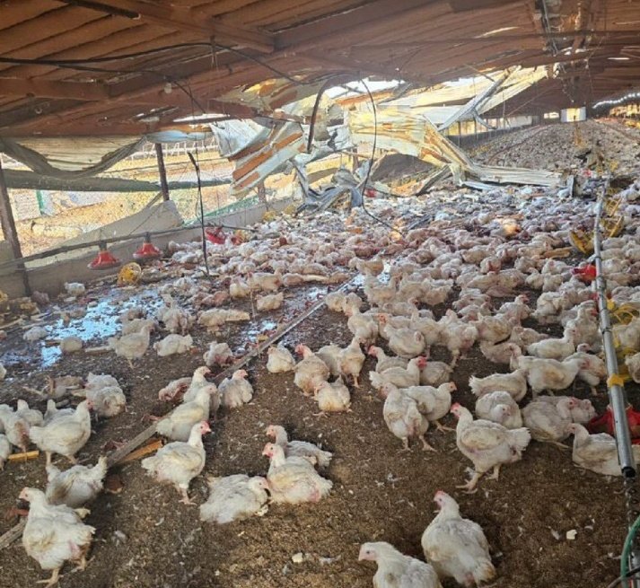 Starhost111's tweet photo. #فارس_الدجاج
#صايد_الدجاج
#chicken_boy
#تل_أبيب
#lebanonnews
#لبنان
#الضاحية_الجنوبية
#حزب_الله https://t.co/gGODeZrwOb