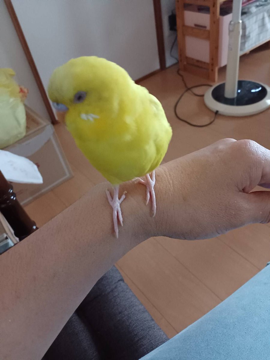 milk_pot__'s tweet photo. <迷子情報>
何と！！
実家に迷いインコさんです😳
8/20に隣の家の子供の肩に止まったそう𓅰

・黄色で羽根に白
・目が赤目？
・頭と羽根に少しグレー

かなり慣れていて肩に乗ったり
服に潜ったりします。
おしゃべりなし。
千葉県で保護。

#迷子セキセイインコ 
#迷子の鳥 https://t.co/BZ2nDxlDc0