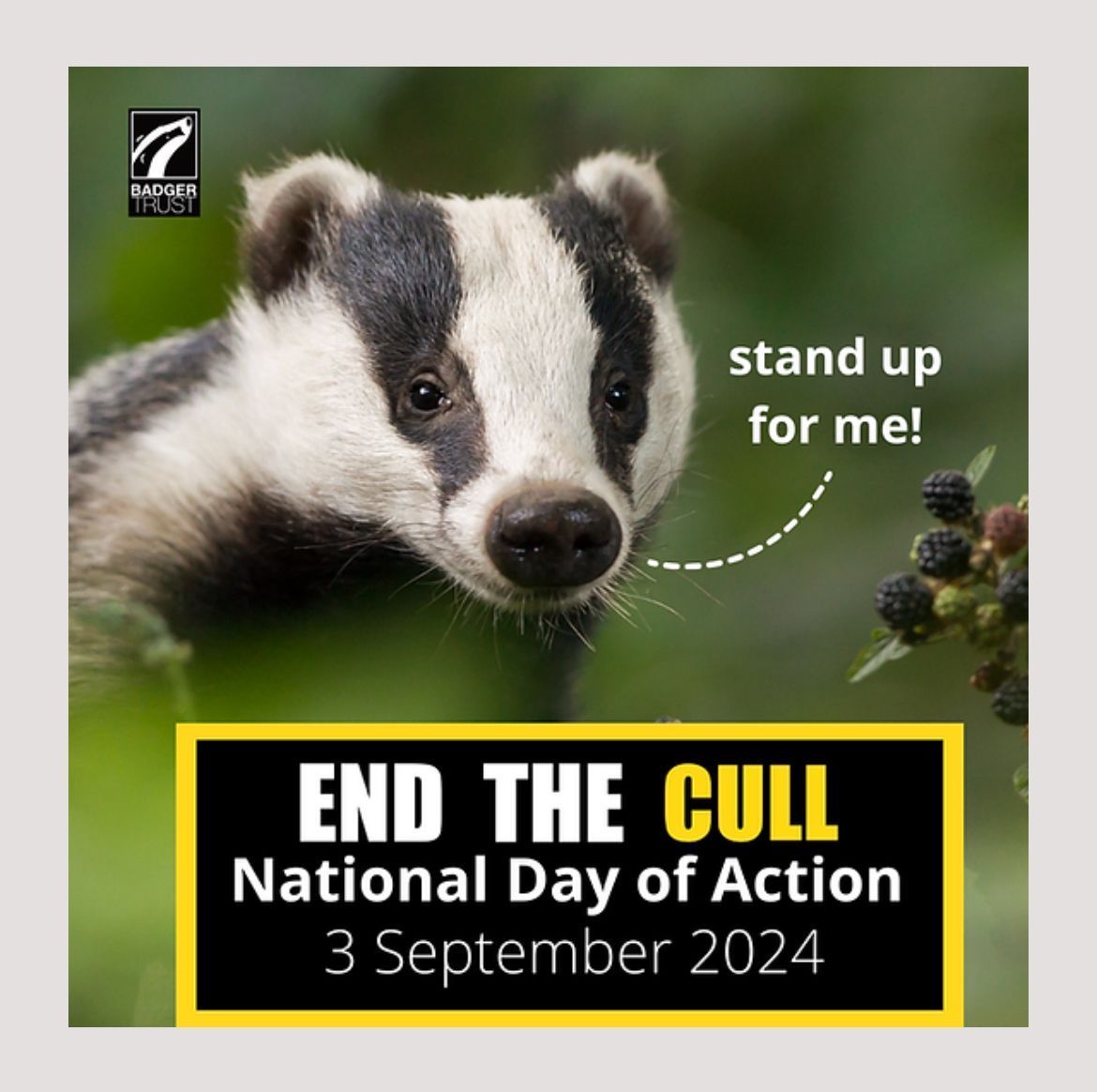 Do you want to stand up for badgers and be their voice? Join us at this important event - 3rd September, 11am, Parliament Square. buff.ly/3YDJeMe #EndTheCull