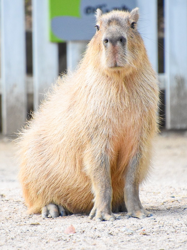 2024年8月24日、#ふれあい広場 の #カピバラ「モナカ」（オス、6歳