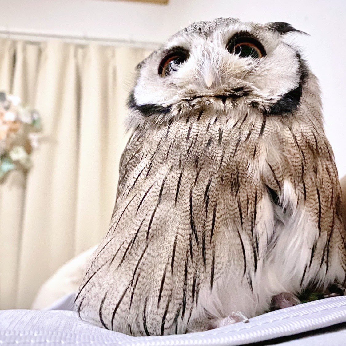 前回の更新から1年も経ってる…！
ミュゲは相変わらずとっても元気にしておりますよ🤗
寝転んでゲームしてる私の上にドヤ顔で乗ってくるいつもの日常です笑
#アフリカオオコノハズク
#フクロウ #owl