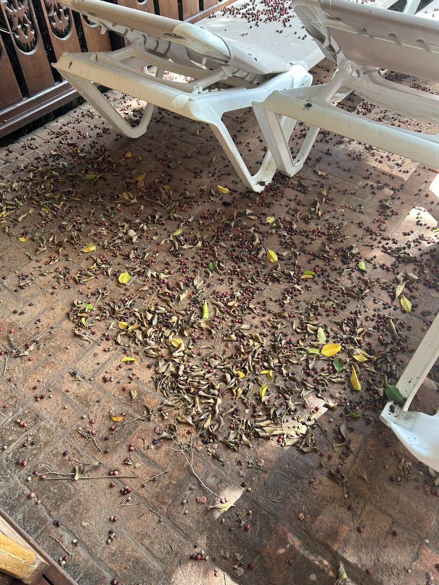 CCainey's tweet photo. @SiamPark I have emailed you regarding our visit to the park on 22nd August. We had cabana 3 VIP day for 4 people and were unable to sit outside the cabana due to all the vegetation dropping from the trees constantly and bugs! The shower drain was blocked also. Booking  SOCFIIP/1 https://t.co/2eBD5r7zpc