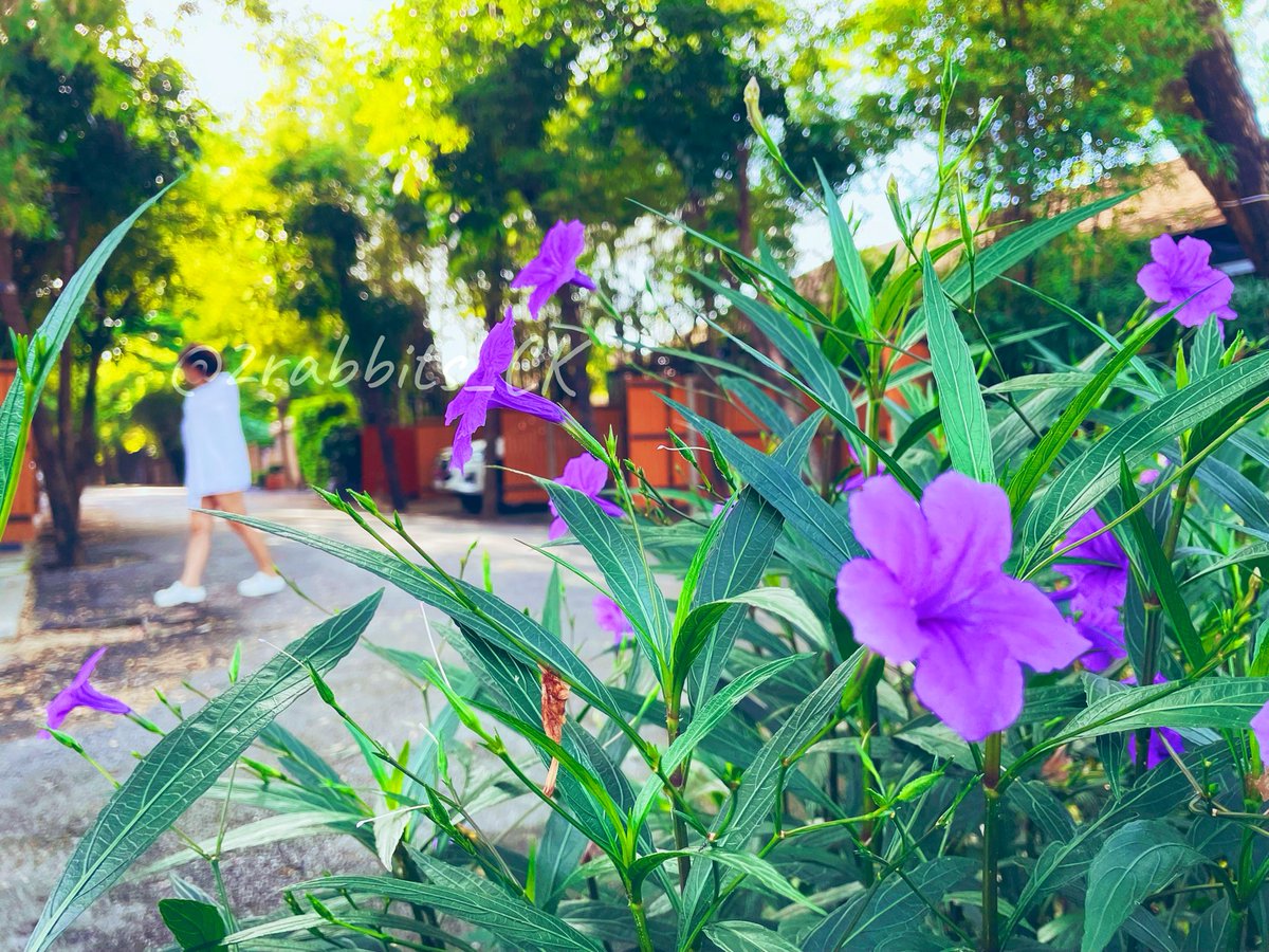 2rabbits_CK's tweet photo. สีม่วง นั่น ดอกไม้
ส่วน สีเ…..
สีเขียวววว นั่นใบมัน🤪
#คู่แท้ #ชลบรี #กทม #สมุทรสาคร #คู่แลกไม่แลก #Bambootree #nature https://t.co/Tsp1zQvHJc