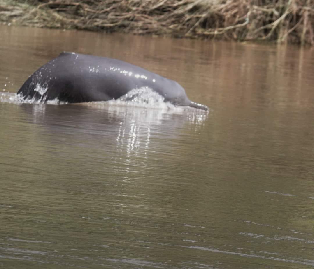 Bish_Pi's tweet image. सौराहाको होटलहरुमा आउने पर्यटकको लागी हात्ती सफारी, डुंगा सफारी, जंगल वाक लगायतका क्रियाकलापको लागी मुख्य आकर्षणको केन्द्रबिन्दु रहेको “चित्रसेन सामुदायिक बन” को बुढी राप्ती खोलामा हिजो डलफीन 🐬 🐬 आयछ!

सबैले हेरेछन्, आँफु भने यही बेला काठमान्डौँ! 

#Sauraha #ChitwanNationalPark