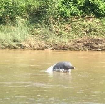 Bish_Pi's tweet image. सौराहाको होटलहरुमा आउने पर्यटकको लागी हात्ती सफारी, डुंगा सफारी, जंगल वाक लगायतका क्रियाकलापको लागी मुख्य आकर्षणको केन्द्रबिन्दु रहेको “चित्रसेन सामुदायिक बन” को बुढी राप्ती खोलामा हिजो डलफीन 🐬 🐬 आयछ!

सबैले हेरेछन्, आँफु भने यही बेला काठमान्डौँ! 

#Sauraha #ChitwanNationalPark