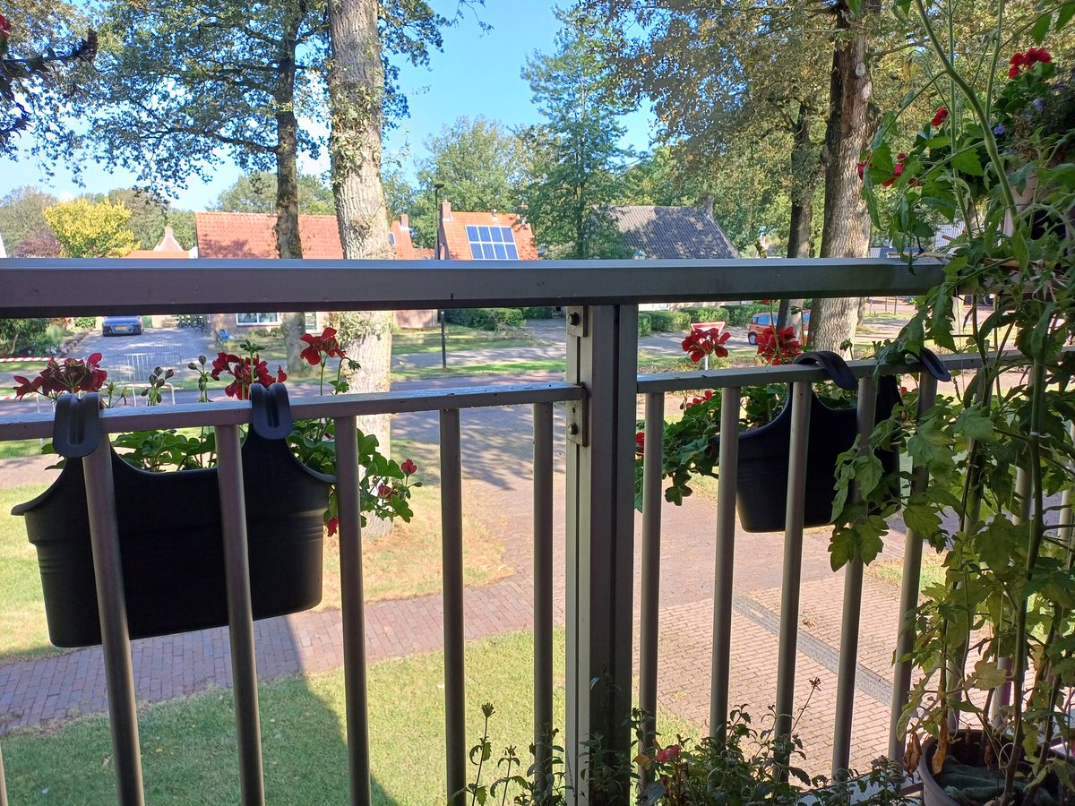Zo letterlijk achter de garaniums maar hartstikke jong van geest. Mijn gevoel is weer beter als gisteren hoor.Ool al even gewandeld door mijn mooie Vledder. #revalidatie #hartinfarct