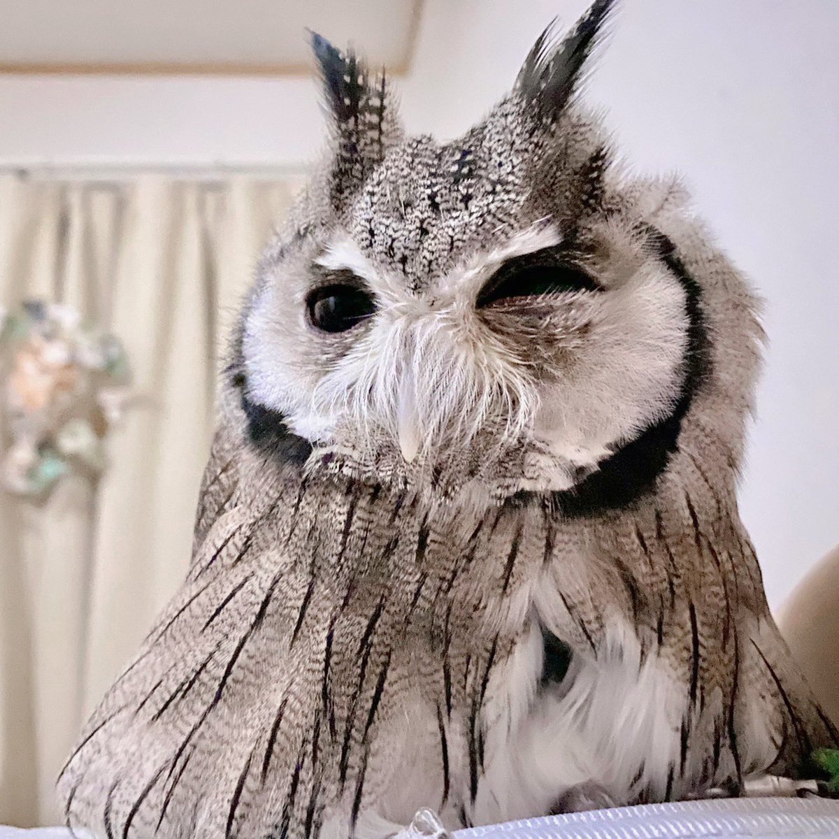 すっかり寝こけていつまで経っても退いてくれないので、遊んでやりました🤭
うりゃ！🐰
#アフリカオオコノハズク
#フクロウ #owl #ミュゲ