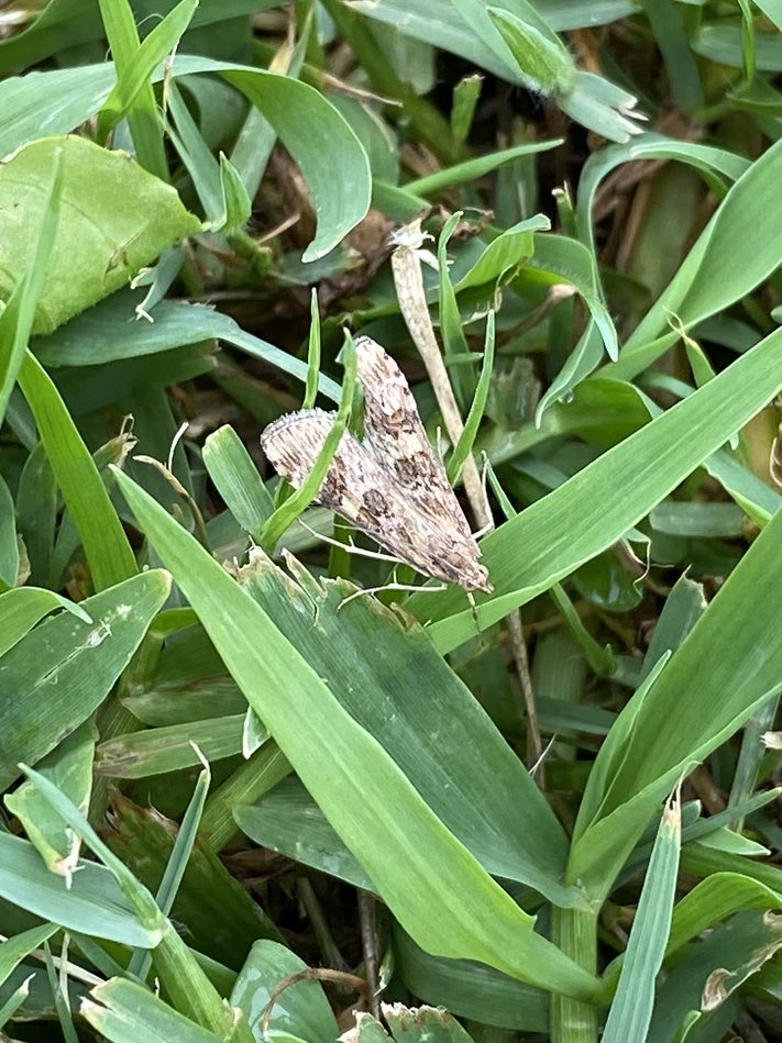 deepingsbirder's tweet photo. A family holiday away around Barcelona, no bins and no moth trap but still managed some great wildlife highlights including: Two-tailed Pasha, Noble False-widow, Alpine Swift, Monk Parakeet, Rush Veneer and the unexpected Paysandisia archon, an exotic inventive from Uruguay! https://t.co/8J88Wx9uPS