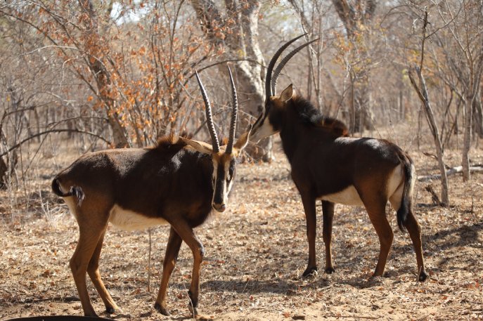 RumyanaW's tweet photo. Happy Sunday everyone!
Sable Antelope is the National animal of Zimbabwe!#
#sableantelope #antelope #mammal #africa #zimbabawe #nature #naturephotography #wildlife #TwitterNatureCommunity #wildlifephotography https://t.co/qc31c7AqV3