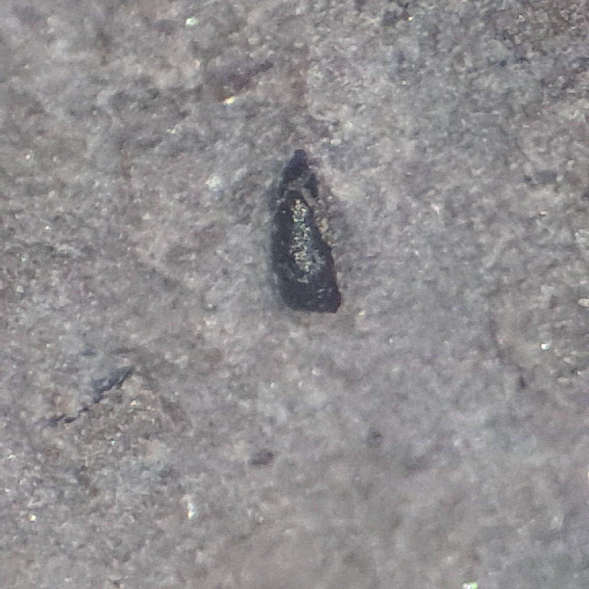geology_johnson's tweet photo. Tiny #fossil fish (?) Tooth from the Early #jurassic rocks of #RedcarBeach tooth is about 0.5 mm long #geology #paleontology https://t.co/bP3VCzeSKJ