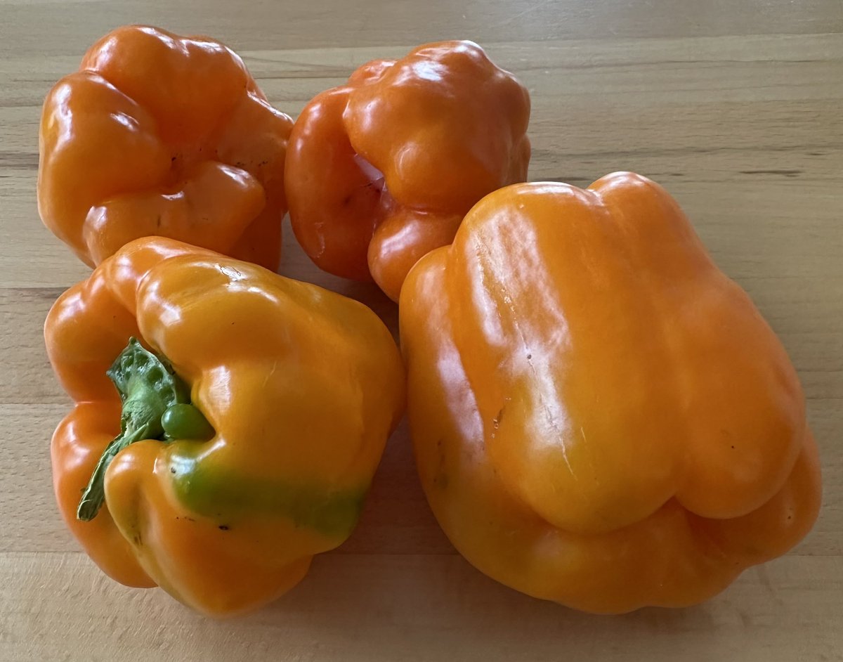 Erste Ernte: Paprika aus eigenem Anbau. Die günstigen Planzen aus Holland.