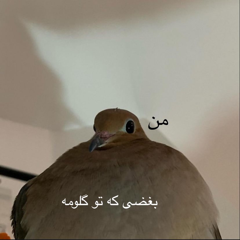 وقتی میگه نه بابا ناراحت نشدم: