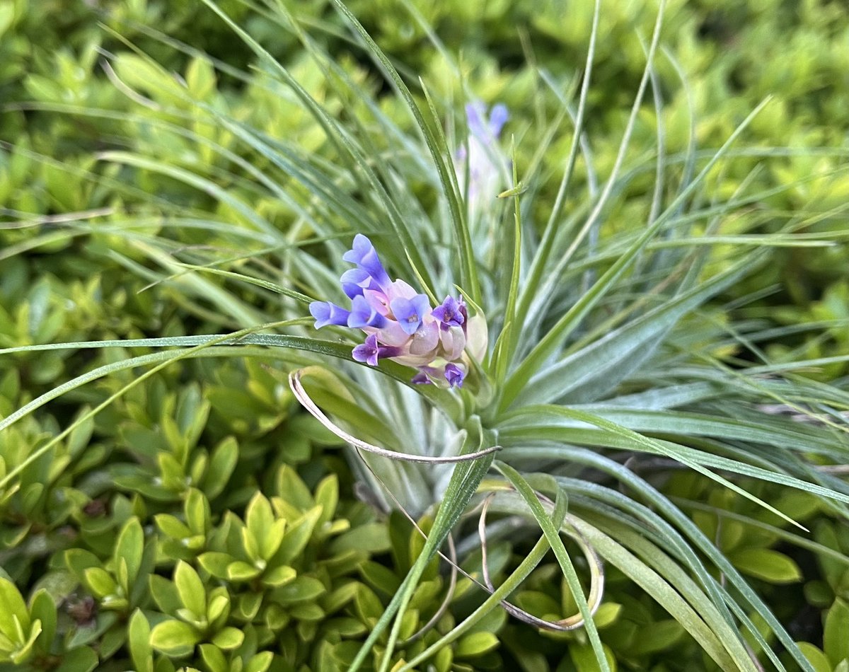 73KRayZu's tweet photo. カインズ産ストリクタクランプが開花ピークを迎えています🪻✨🩷 薄い色合いの花序と薄紫→紫に色が変化する花が、涼し気な風情を感じさせてくれています2024/8/25
#ストリクタ #チランジア #エアプランツ #ストリクタの花 #チランジアの花 #紫の花
#花 #クランプ #stricta #tillandsia #airplants https://t.co/iSRd7ZRzfg
