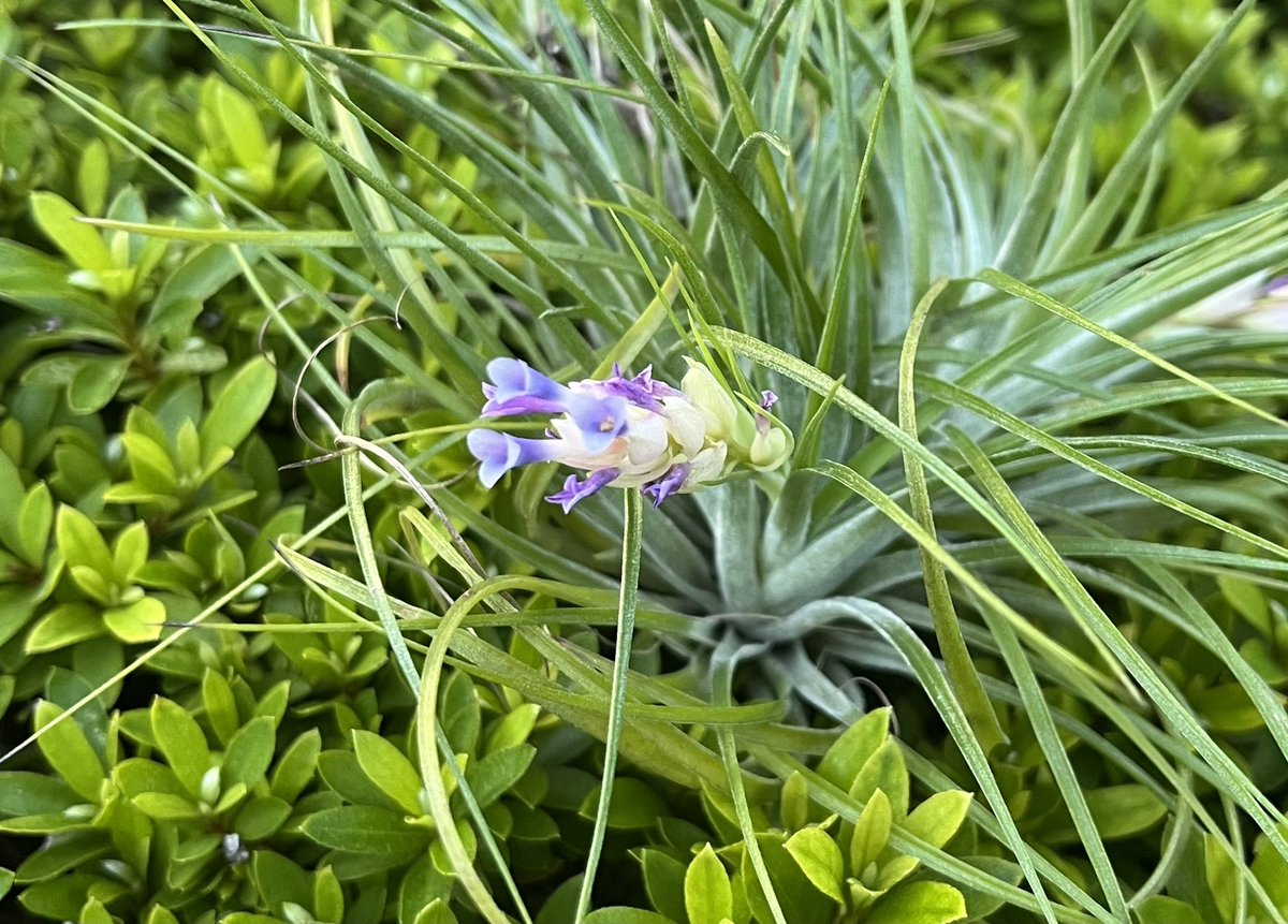 73KRayZu's tweet photo. カインズ産ストリクタクランプが開花ピークを迎えています🪻✨🩷 薄い色合いの花序と薄紫→紫に色が変化する花が、涼し気な風情を感じさせてくれています2024/8/25
#ストリクタ #チランジア #エアプランツ #ストリクタの花 #チランジアの花 #紫の花
#花 #クランプ #stricta #tillandsia #airplants https://t.co/iSRd7ZRzfg