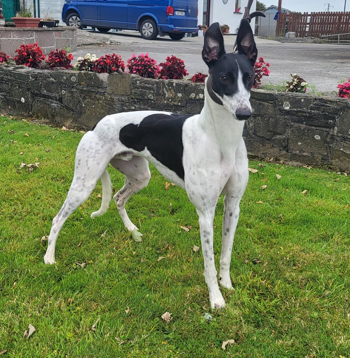 Our newest prospect Magical Bertie. Qualified in Lmk last night in a super 28.39 🔥.  Only a Feb 23 whelp by Explosive Boy ex Razldazl Mya. Hopefully kickstarting a lucky career for him. ☘️🤞