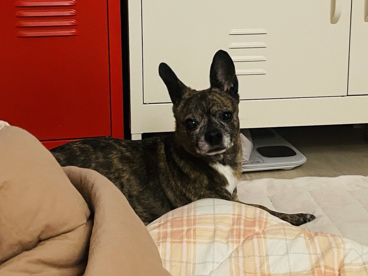 두두의 일상 tweet media