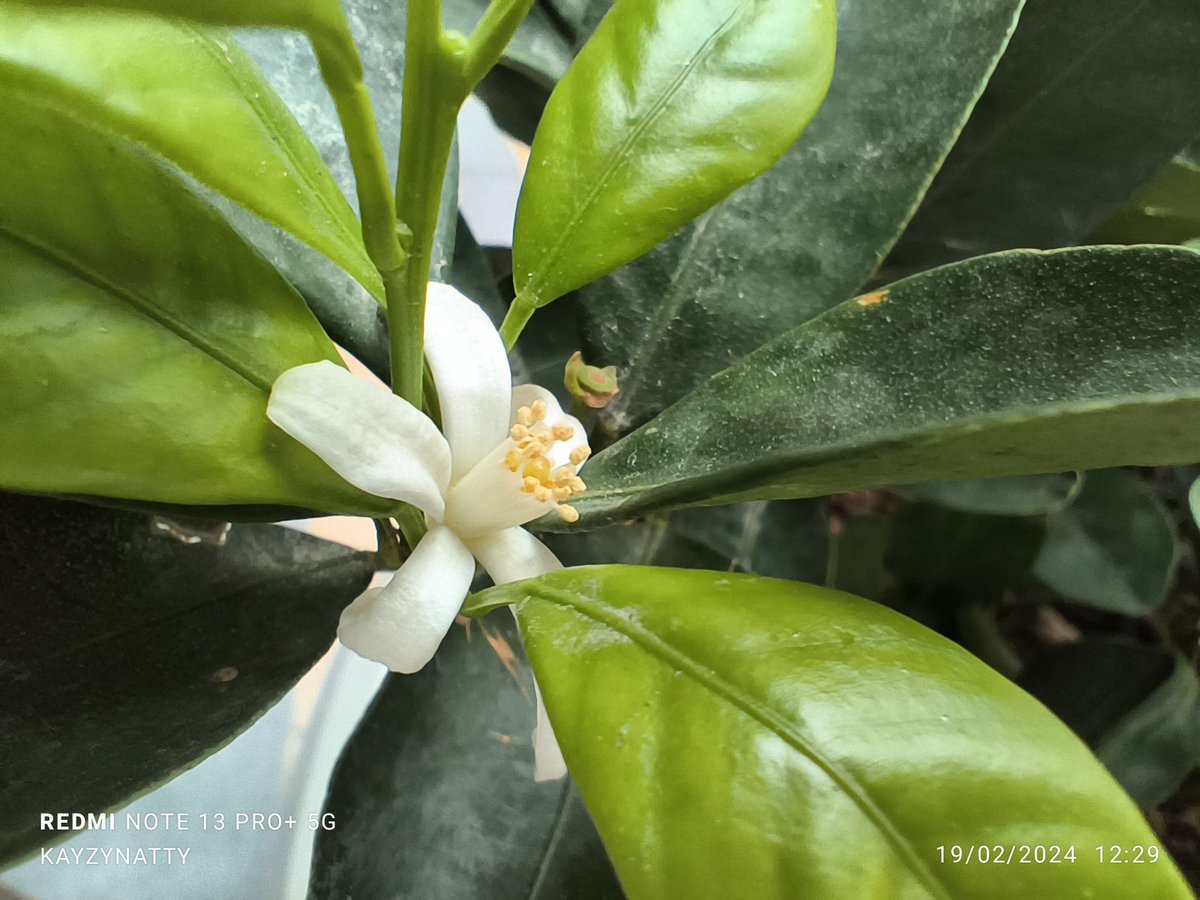 kayzynatty's tweet photo. เล็กๆก็ยิ่งใหญ่ได้ ด้วยโหมด "Macro" 🌿
#CatchTheGreen #RedmiNote13Pro5G https://t.co/9zSDRjR5GF