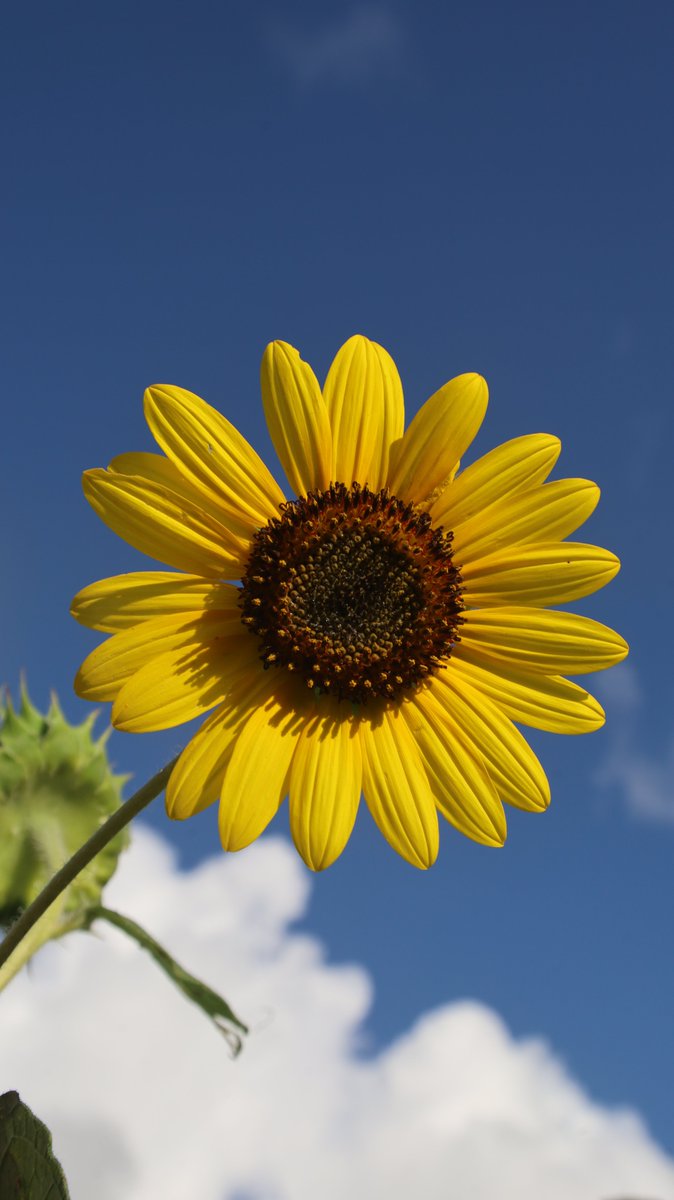 gontanokoneroku's tweet photo. Sunflower 🤗

#Photography #Flowers #Sunflower https://t.co/5Fsm7lozH4